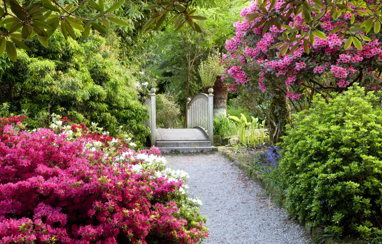Photo wallpaper garden, ladder, track, UK, Magnolia, flowering trees, United Kingdom, gardens