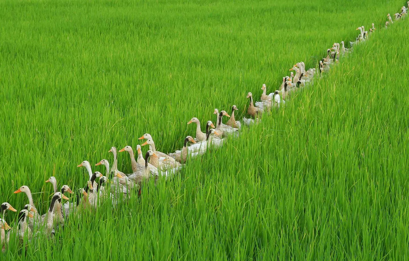 Photo wallpaper bird, duck, Bali, Indonesia, rice field