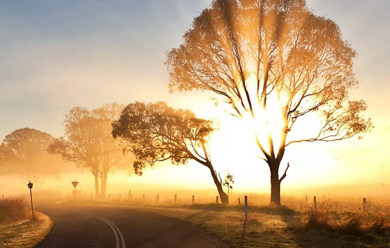 Photo wallpaper road, the sun, trees, morning