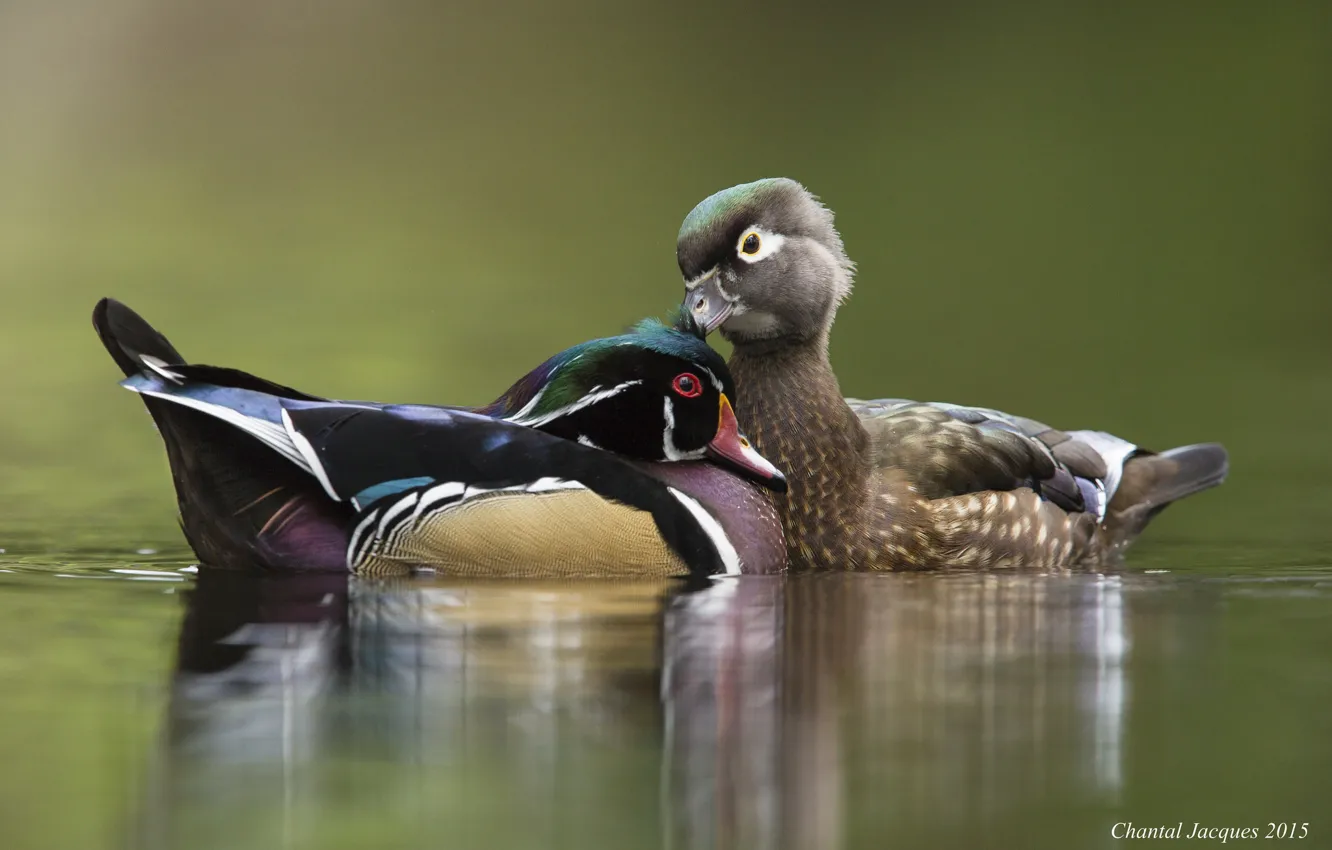 Photo wallpaper water, lake, duck, pair