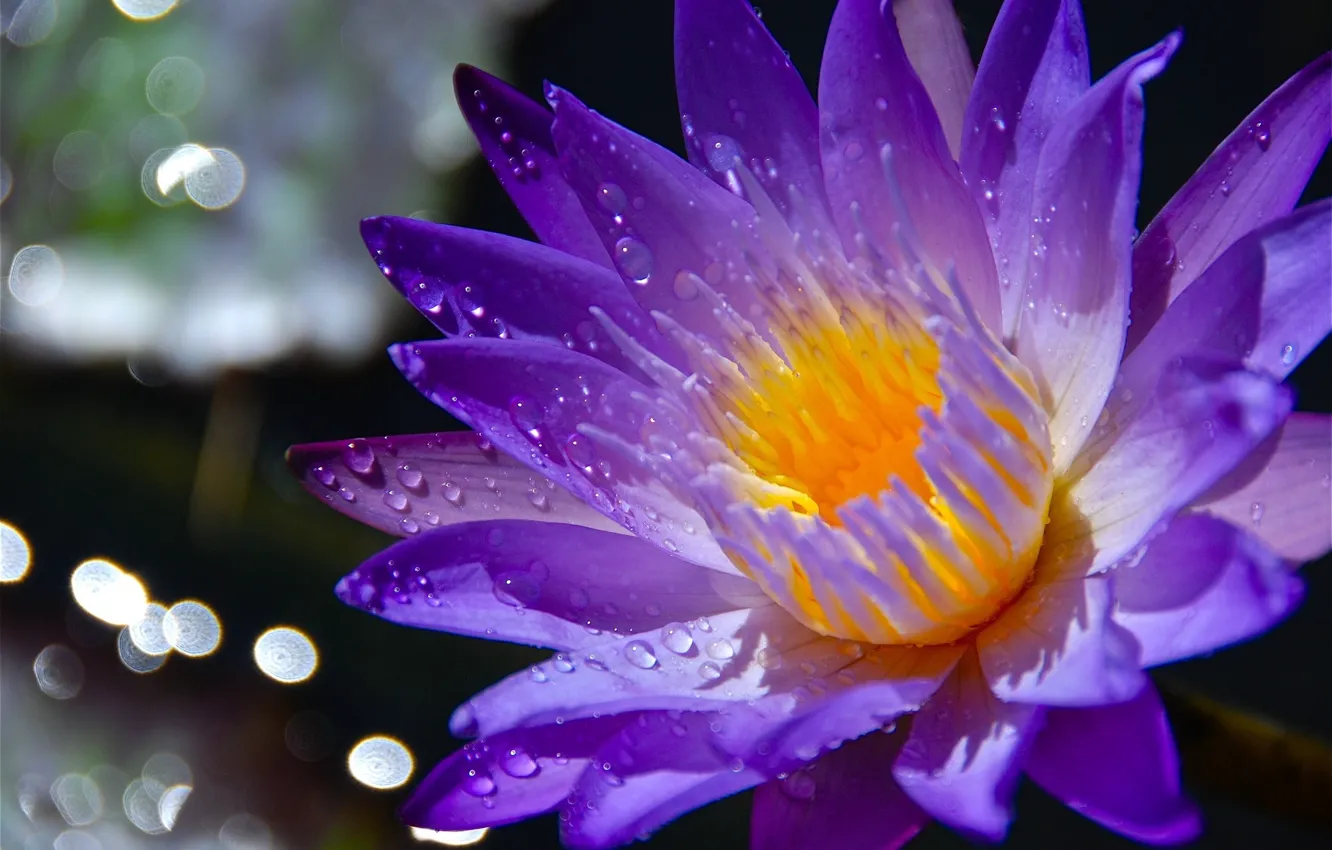 Photo wallpaper flowers, water Lily, glare
