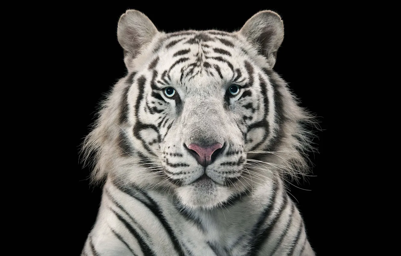 Photo wallpaper white, face, tiger, white, black background, hishnik, Bengal Tiger, Bengal
