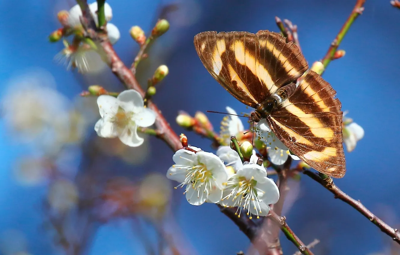 Photo wallpaper macro, branches, butterfly, spring, flowering, flowers, drain