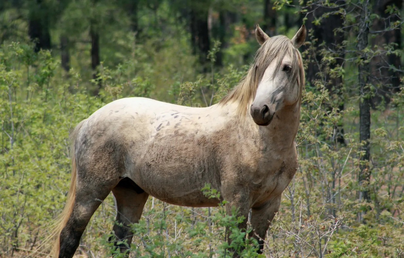 Photo wallpaper forest, nature, horse
