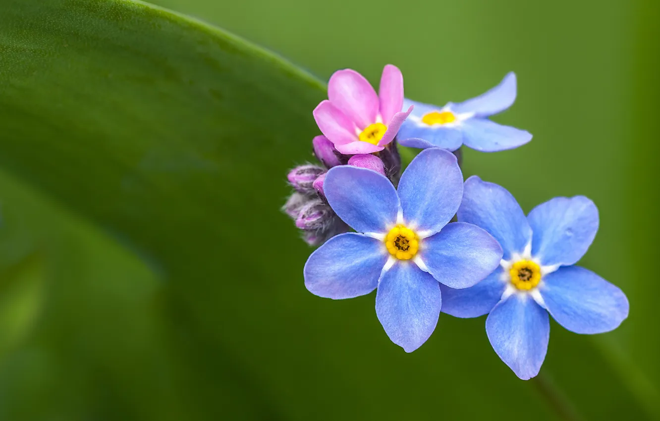 Photo wallpaper leaves, macro, petals