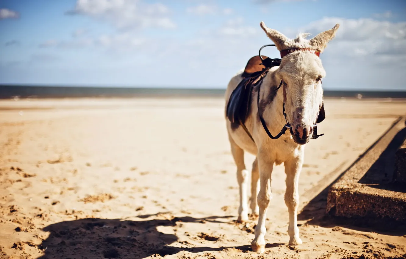 Photo wallpaper background, saddle, donkeys