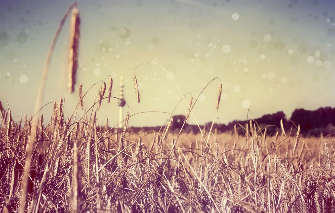 Photo wallpaper wheat, field, ears, bokeh