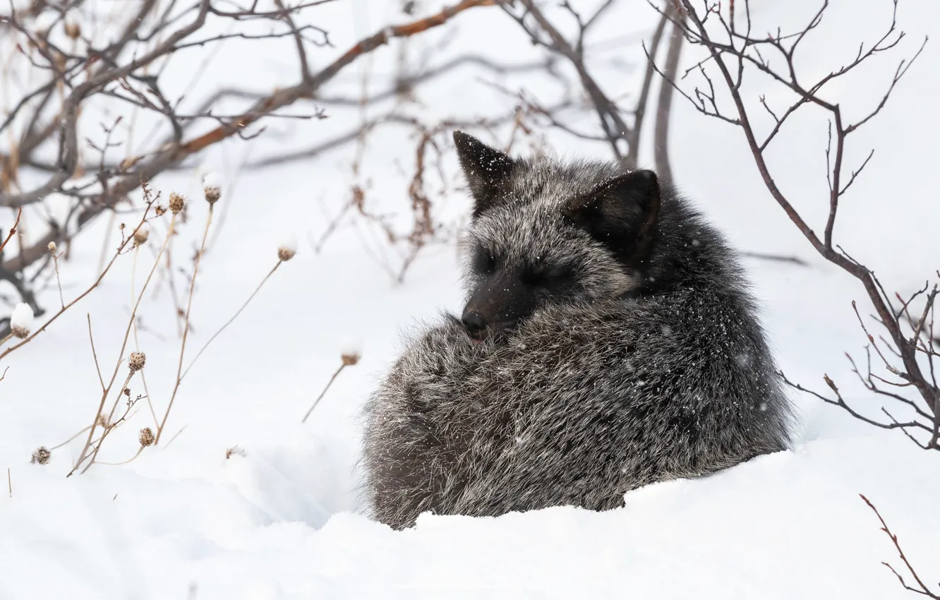 Photo wallpaper winter, snow, branches, Fox, sleeping, Fox, Fox, silver
