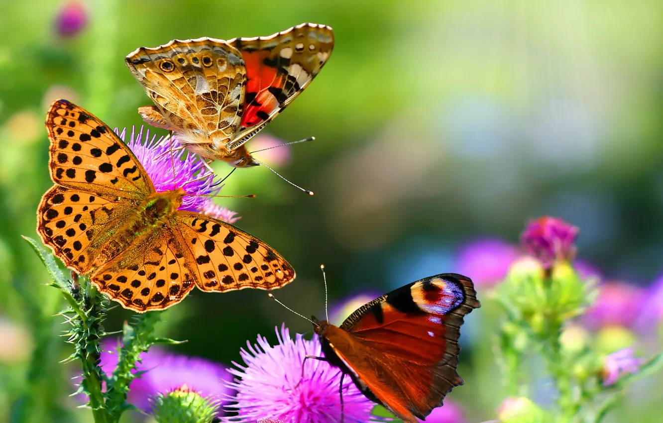 Photo wallpaper macro, butterfly, Flowers