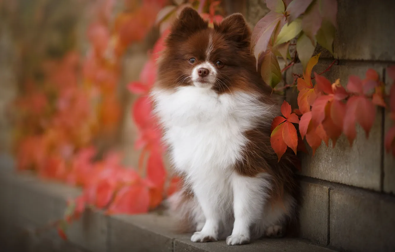Photo wallpaper dog, beautiful, fluffy