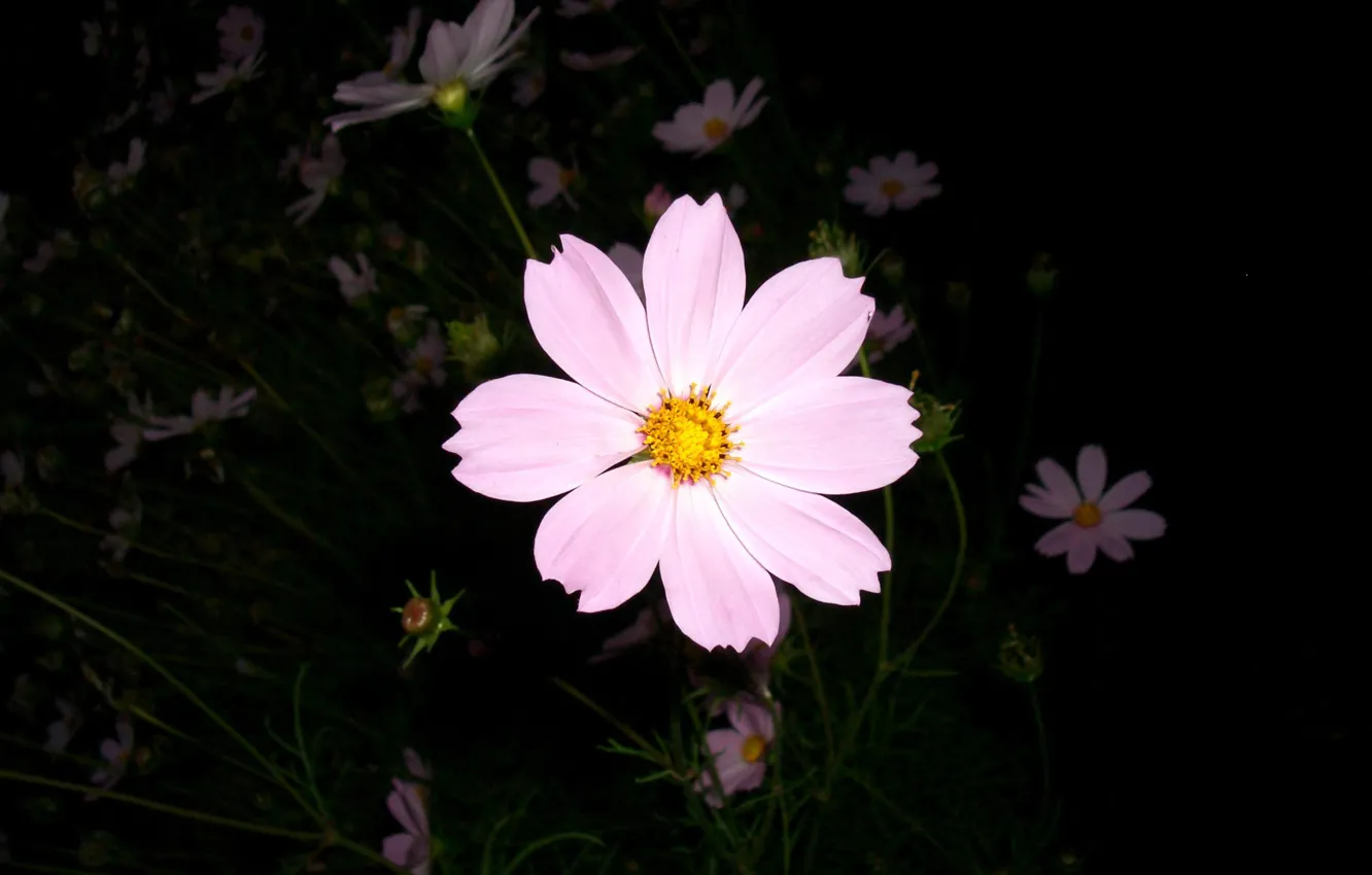 Photo wallpaper Flower, Pink Flower, A Flower