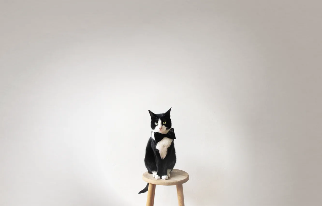 Photo wallpaper cat, look, animal, butterfly, Koshak, chair, tie