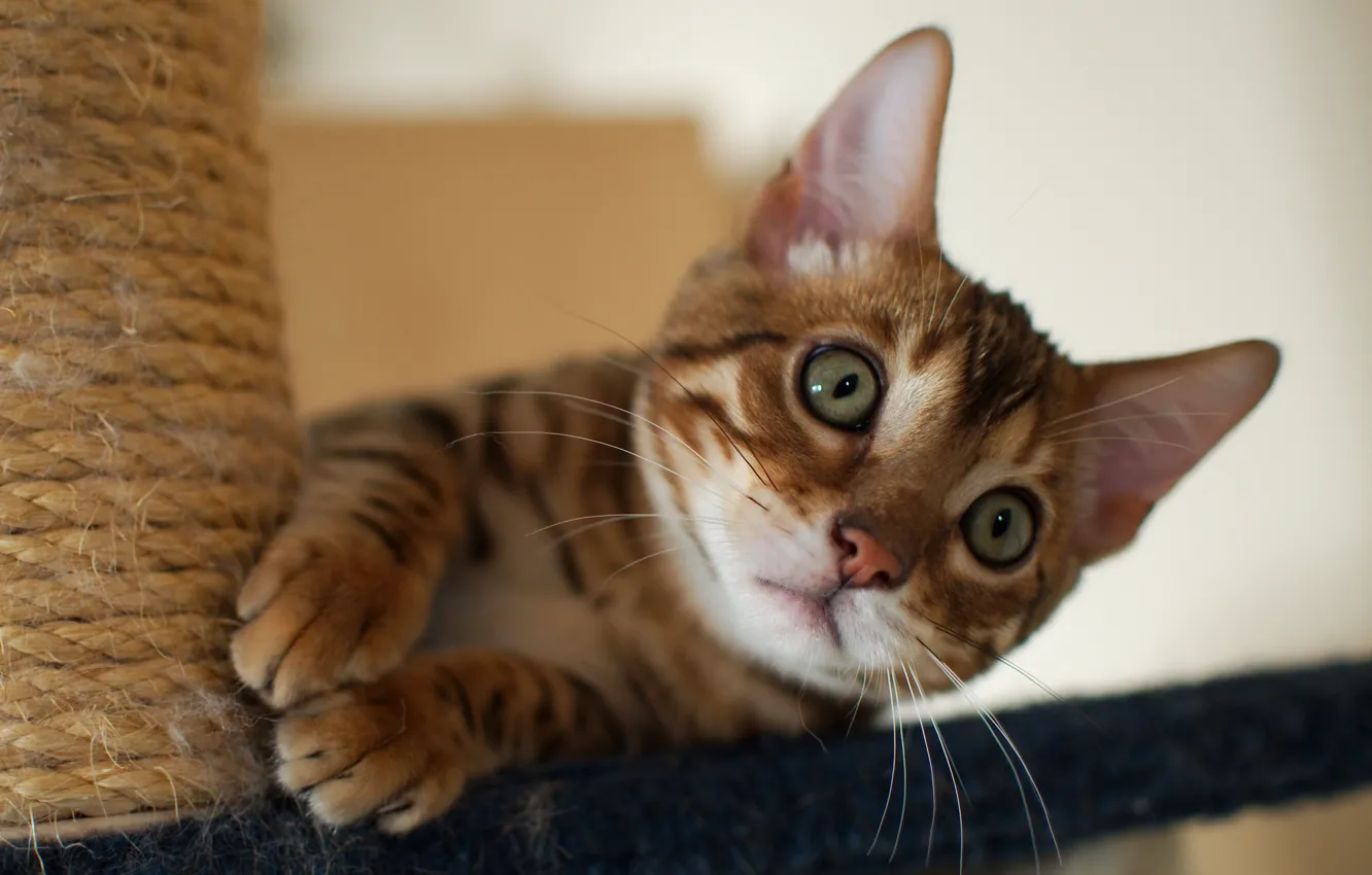 Photo wallpaper cat, cat, kitty, Bengal