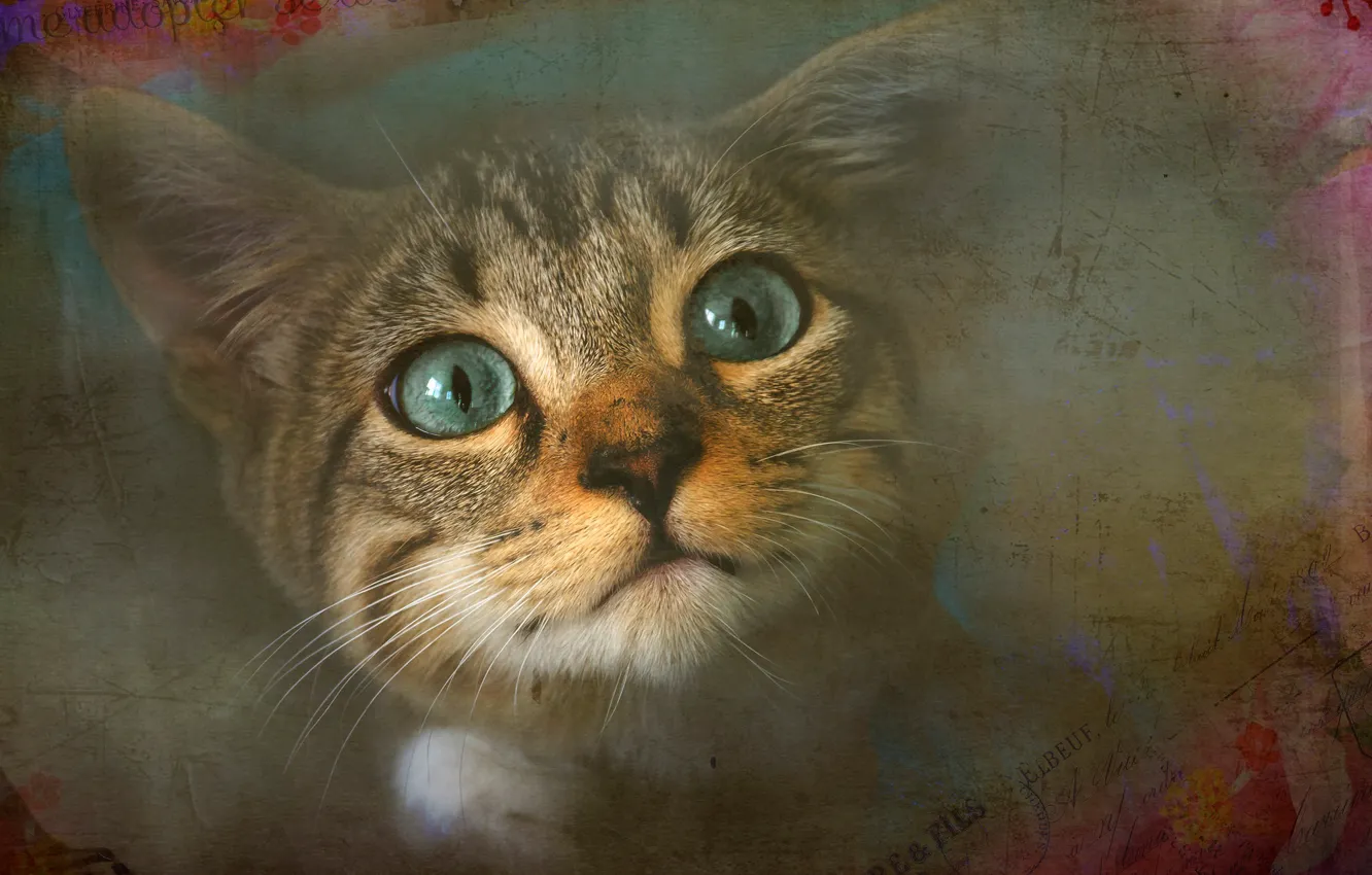 Photo wallpaper cat, eyes, cat, look, retro, grey, background, the inscription