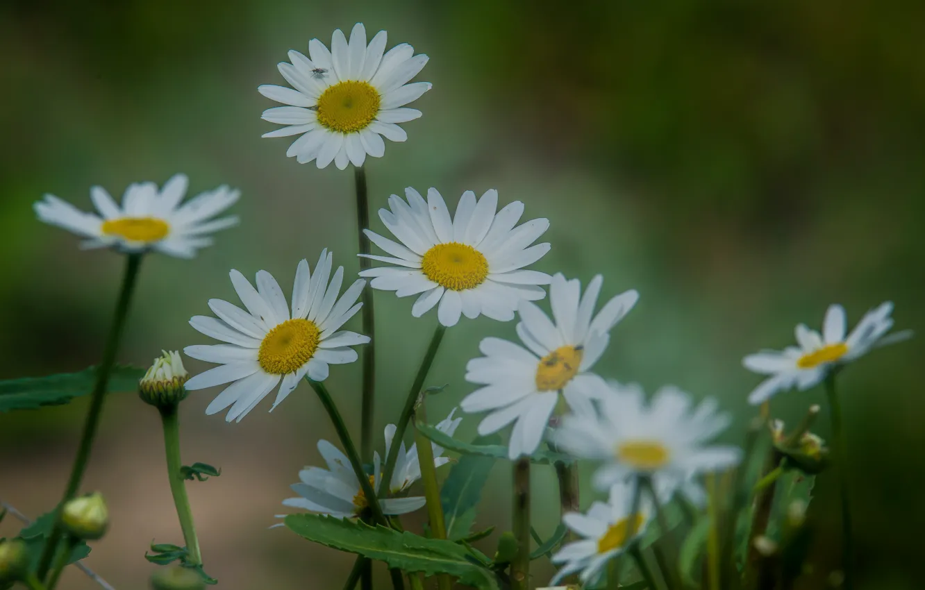Photo wallpaper flowers, blur bokeh, chamomile, background, summer