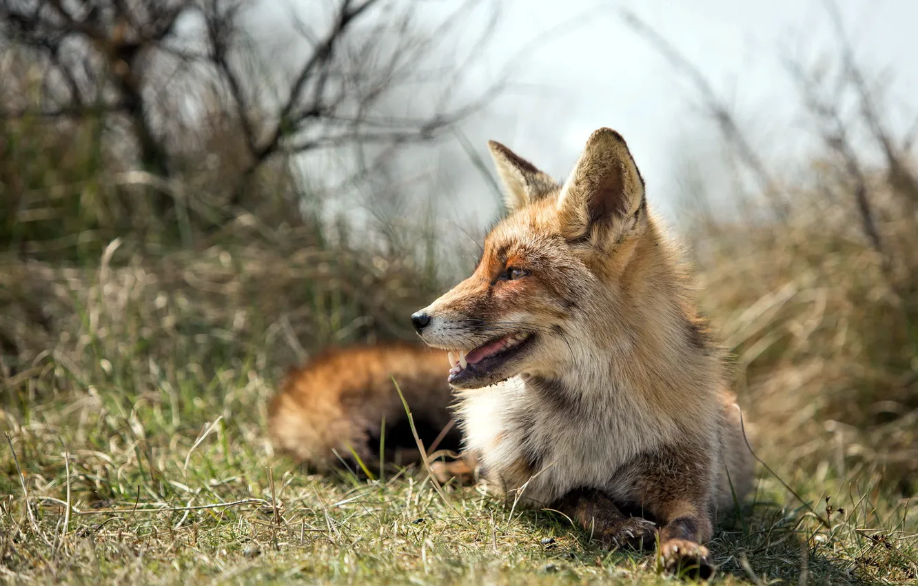 Photo wallpaper nature, background, Fox
