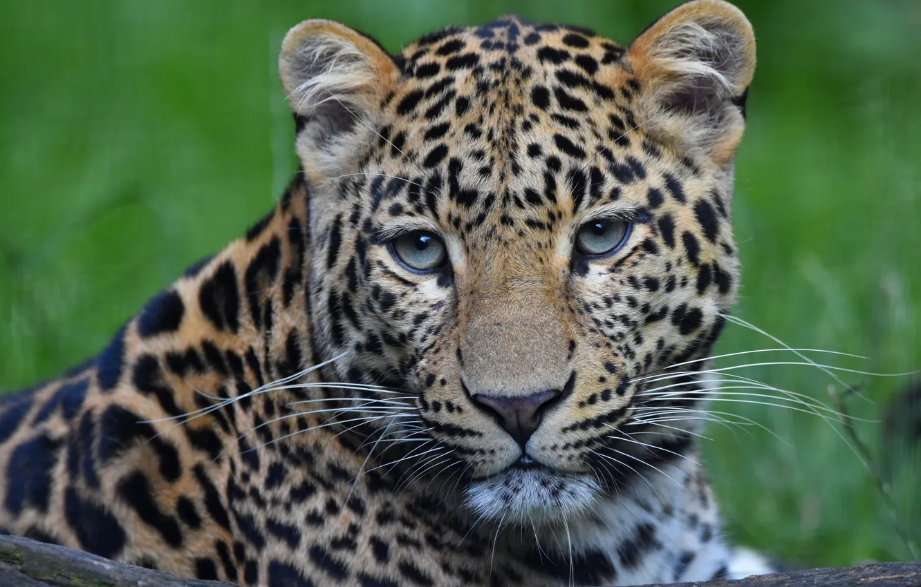 Photo wallpaper look, face, nature, portrait, leopard, young, handsome, bokeh