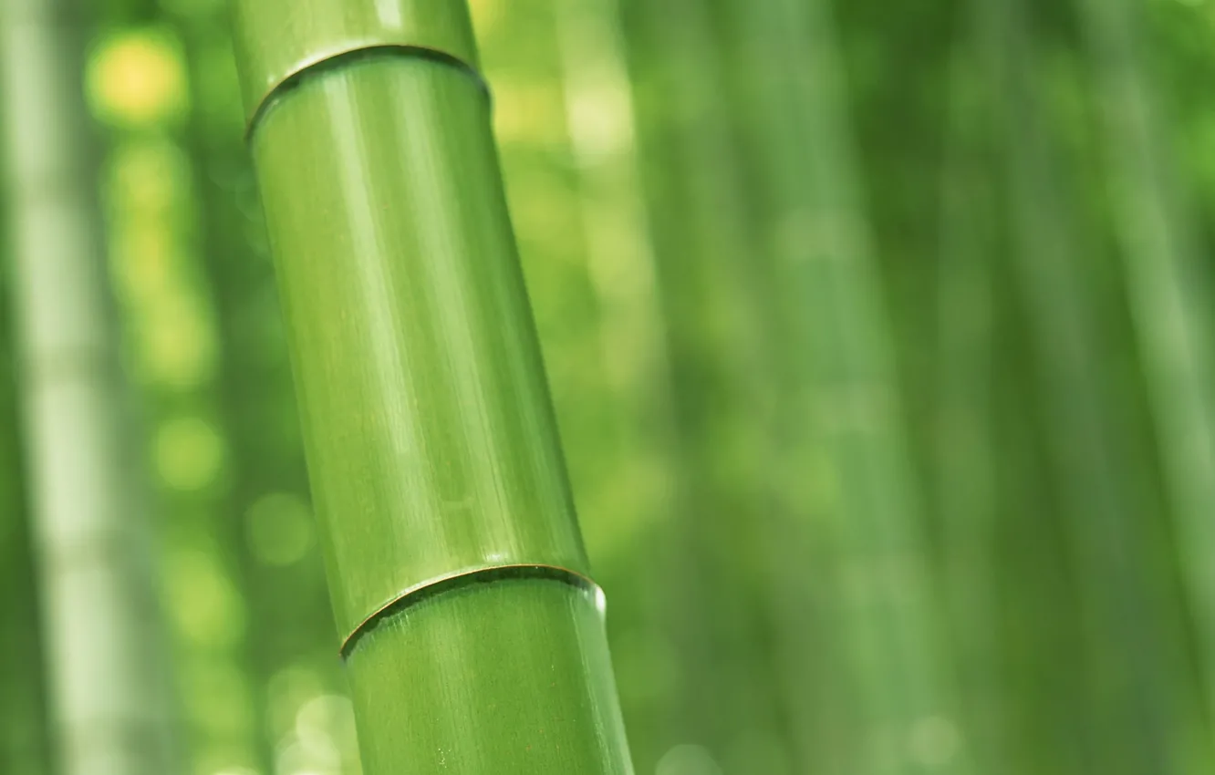 Photo wallpaper bamboo, nature, trunk macro