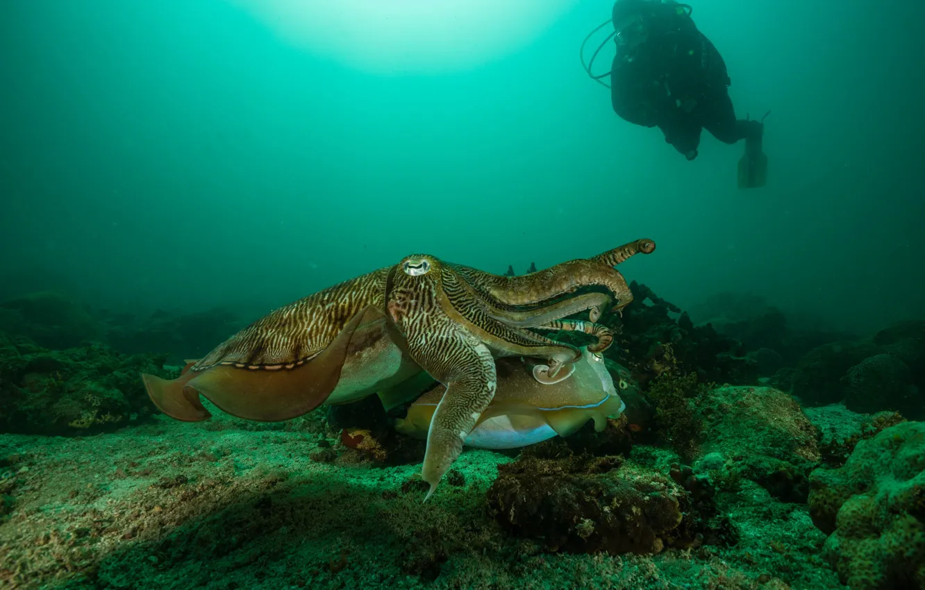 Photo wallpaper sea, octopus, underwater world
