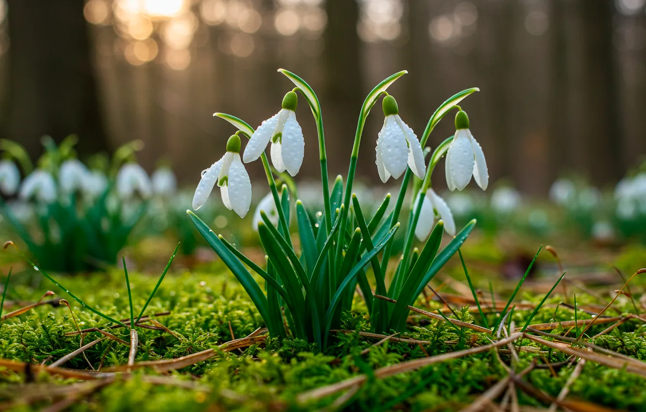 Photo wallpaper forest, Rosa, snowdrops, wallpaper, forest, dew, snowdrop