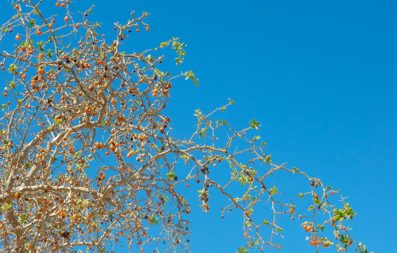 Photo wallpaper summer, the sky, branches, nature, berries, widescreen, Wallpaper, wallpaper