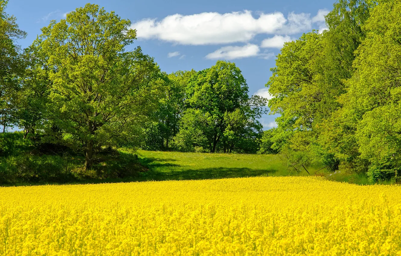Photo wallpaper field, trees, spring, Sweden, rape
