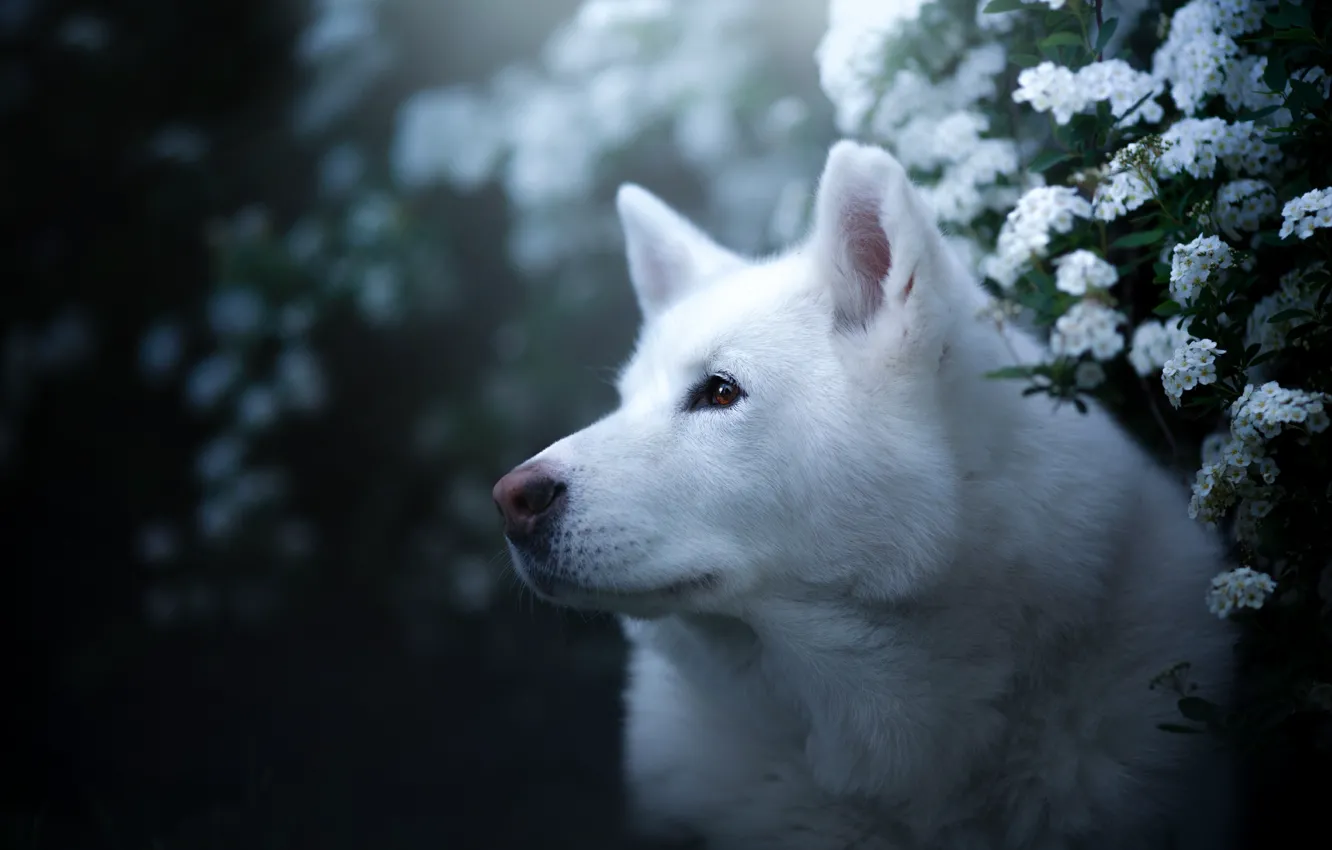 Photo wallpaper look, face, flowers, portrait, dog, husky, bokeh