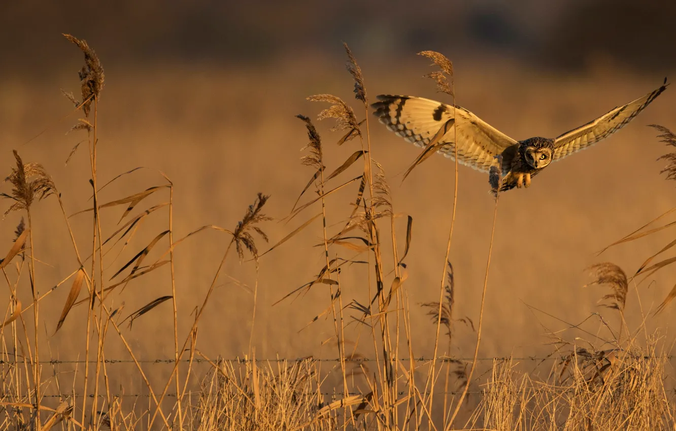 Photo wallpaper field, summer, flight, owl, bird, stem, the fence