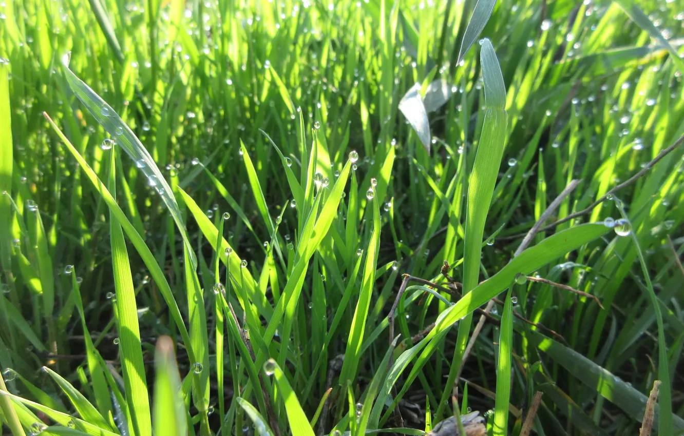 Photo wallpaper grass, drops, macro, Shine, morning, April, spring 2018, meduzanol ©