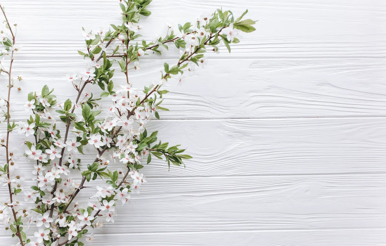 Photo wallpaper branches, flowers, Board, spring