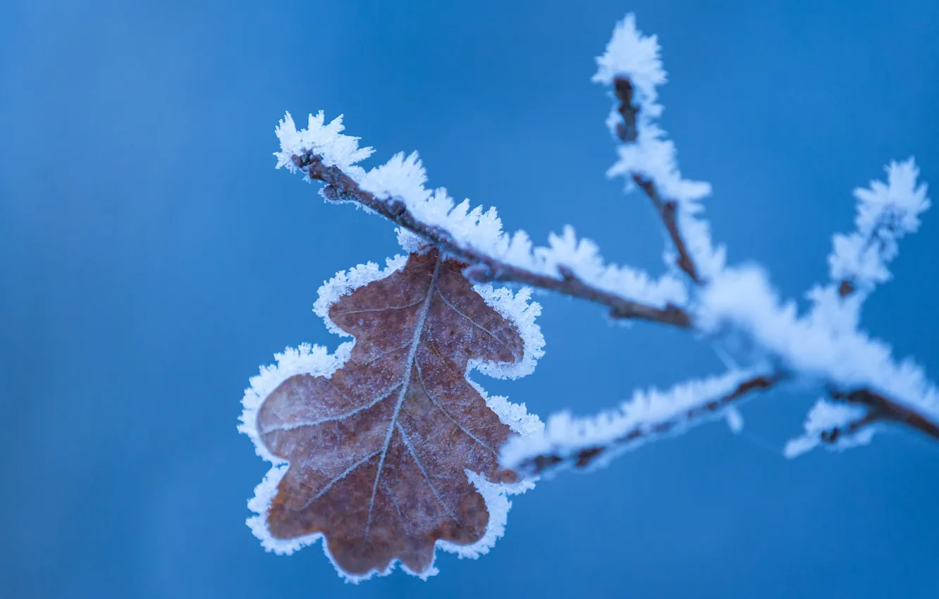 Photo wallpaper winter, frost, macro, nature, sheet, background, branch