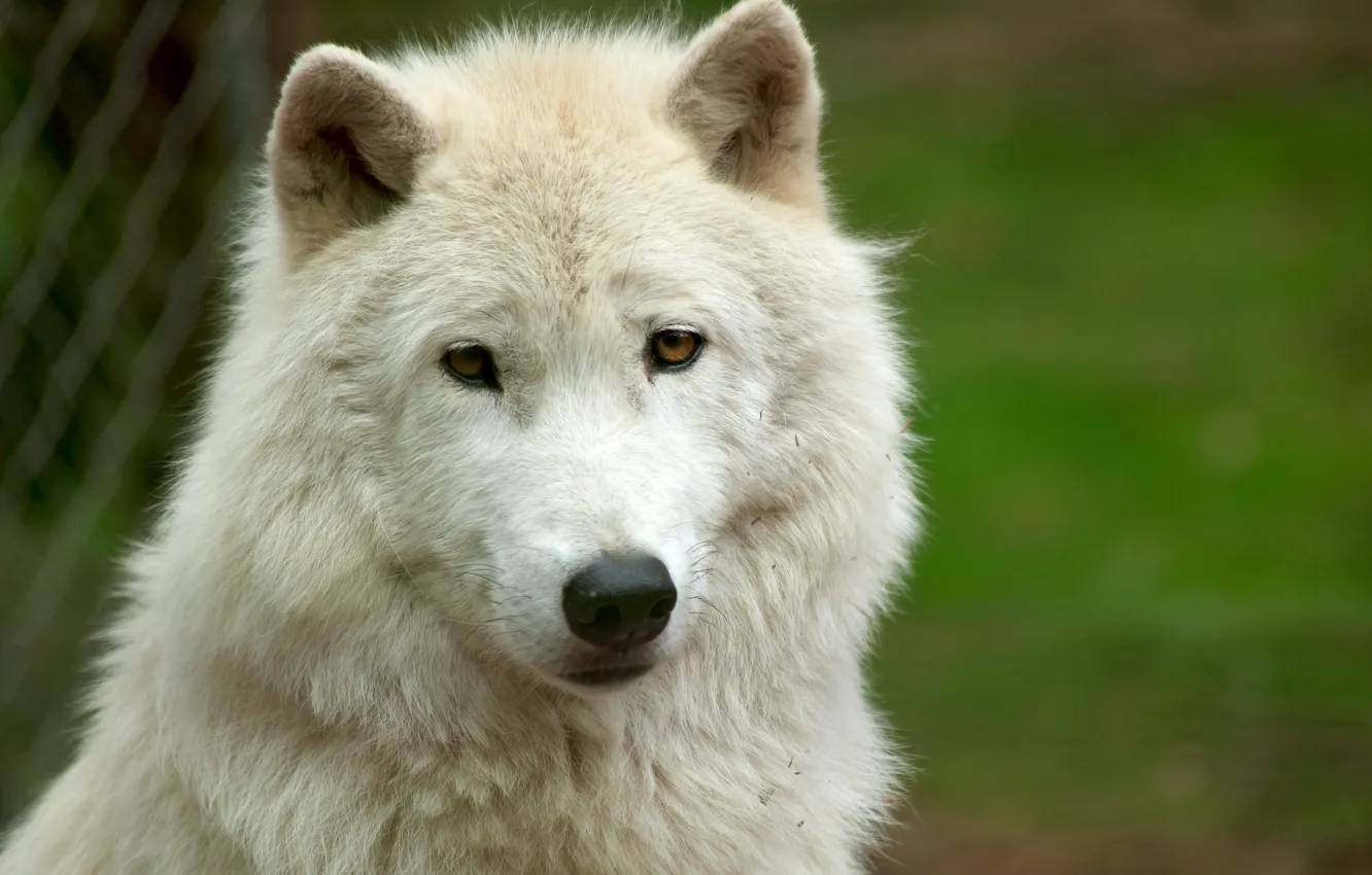 Photo wallpaper white, look, face, wolf, white wolf