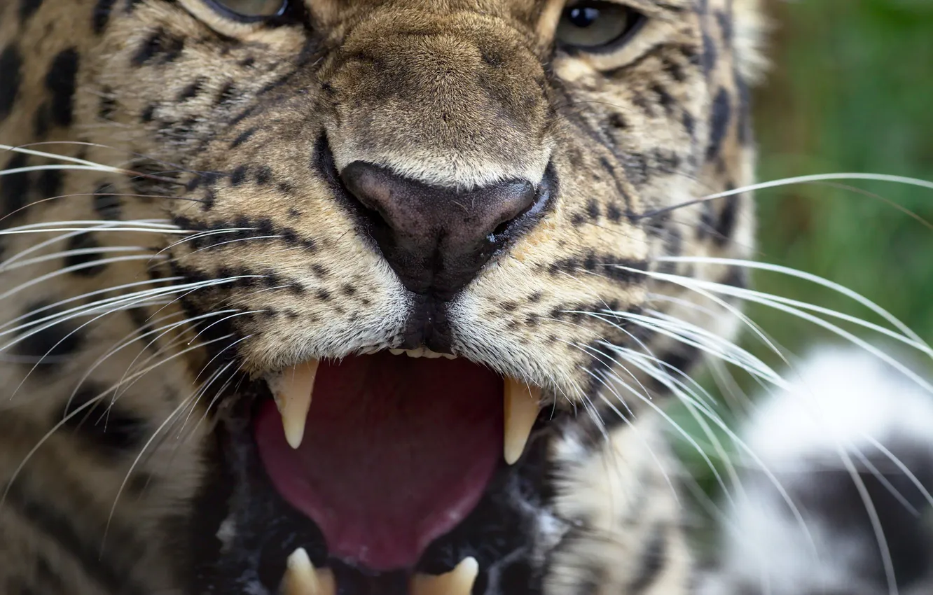 Photo wallpaper face, predator, fangs, wild cat, the Amur leopard