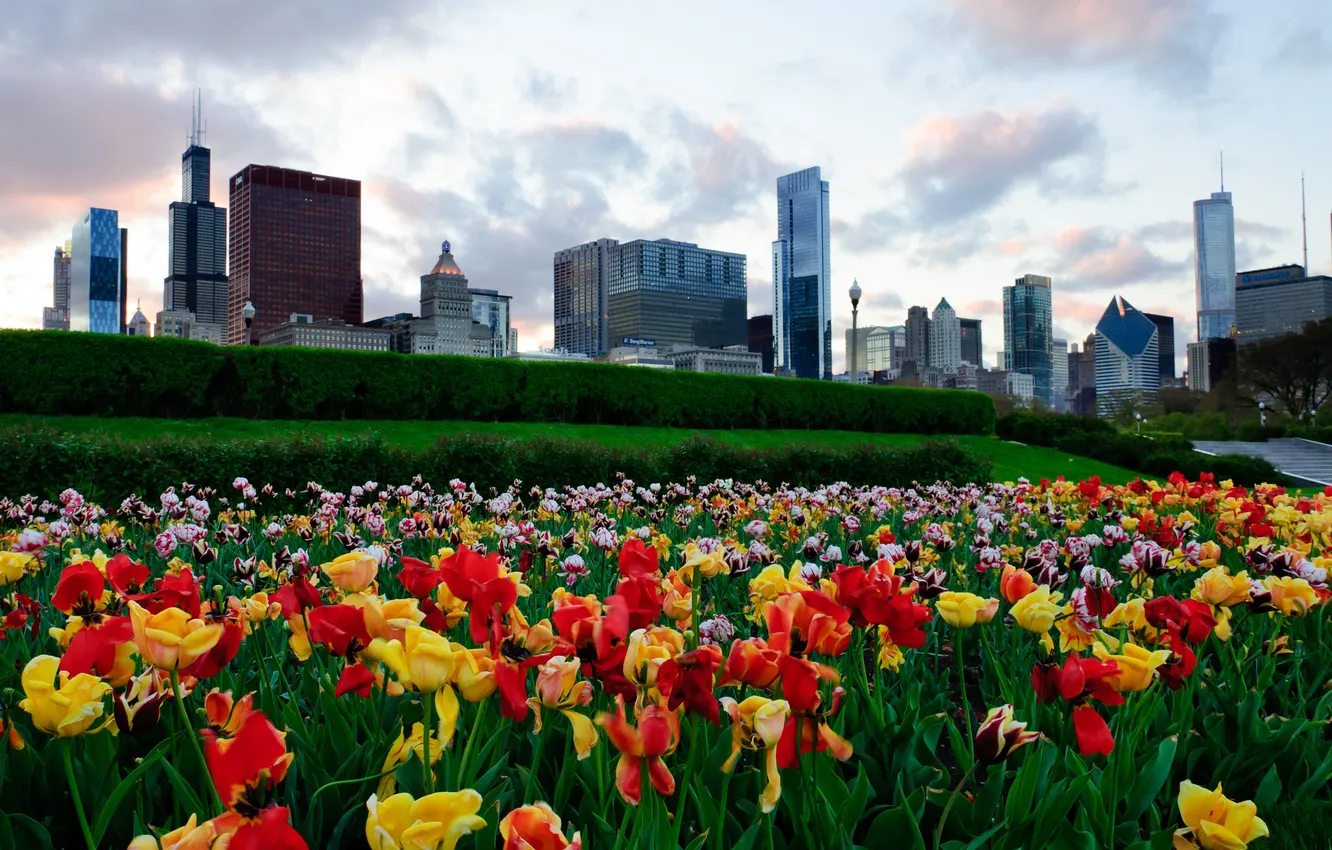 Photo wallpaper the sky, flowers, building, skyscrapers, Chicago, tulips, USA, USA