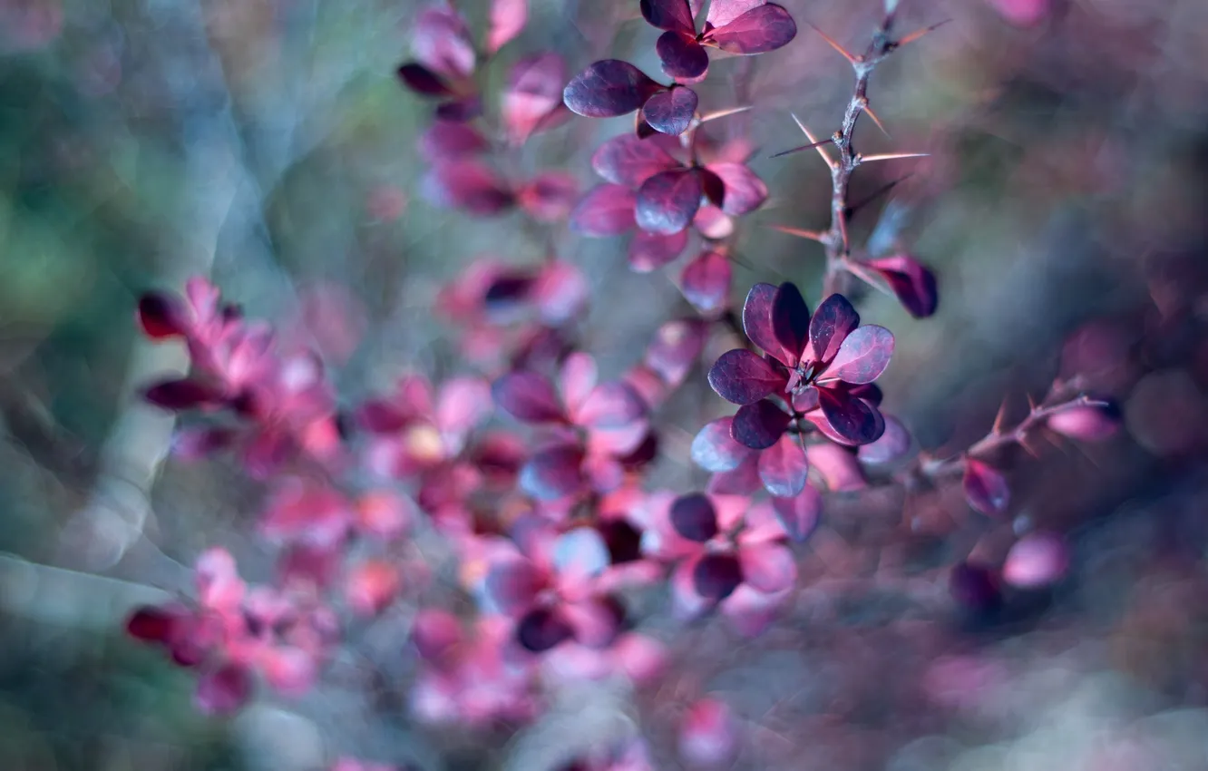 Photo wallpaper leaves, branches, blur, spikes