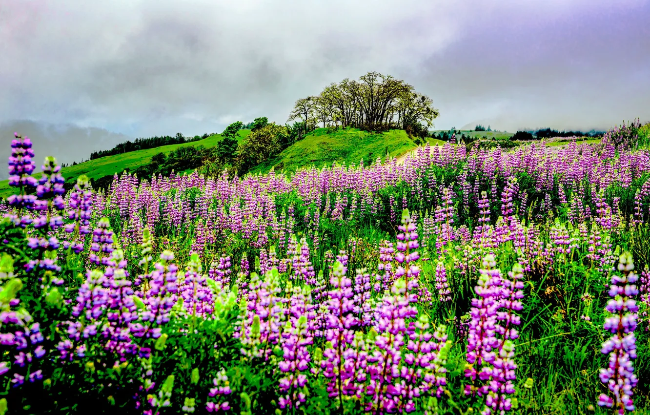 Photo wallpaper greens, field, grass, clouds, trees, flowers, hills, meadow