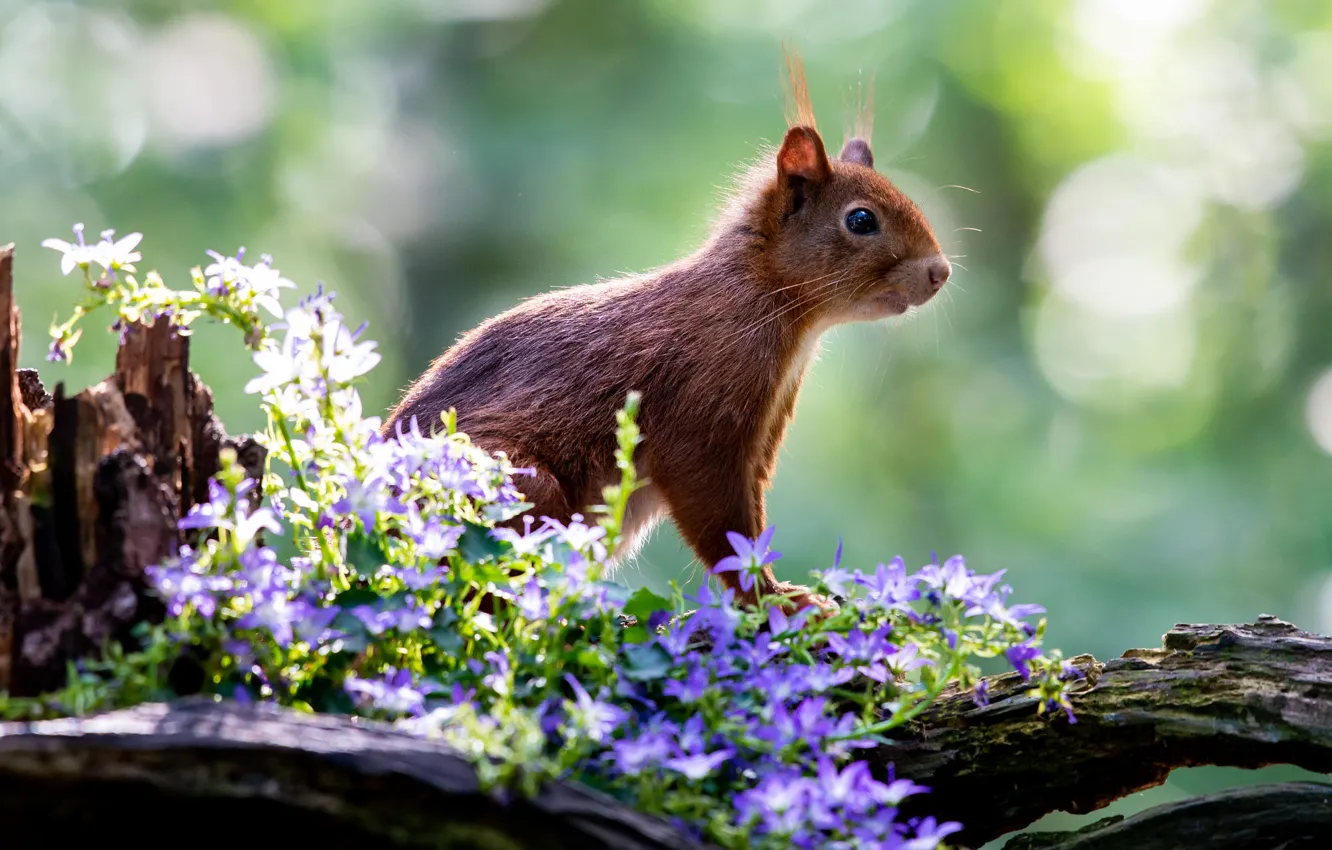 Photo wallpaper flowers, pose, stump, protein, bells, bokeh