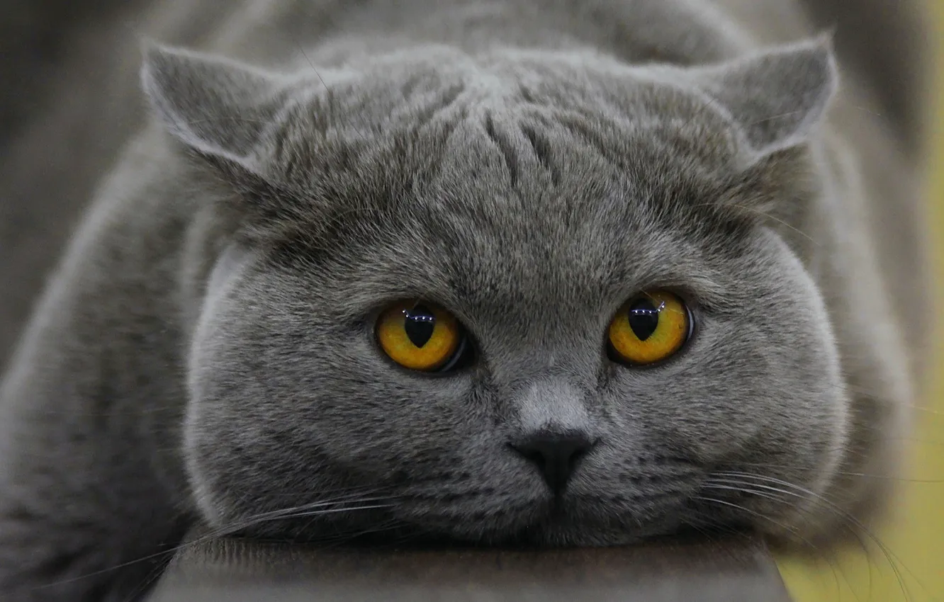 Photo wallpaper cat, look, muzzle, cat, British Shorthair