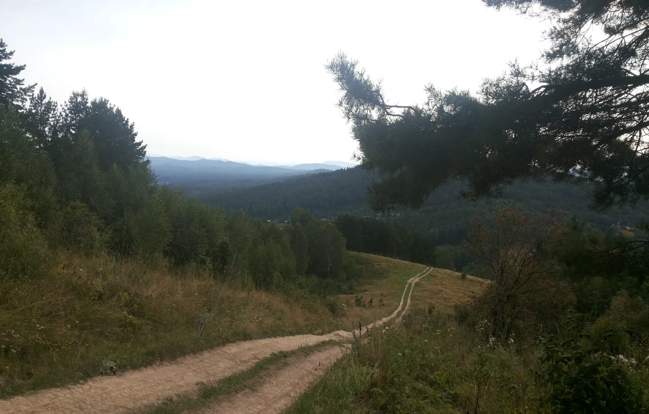 Photo wallpaper road, mountains, spruce, taiga, pine