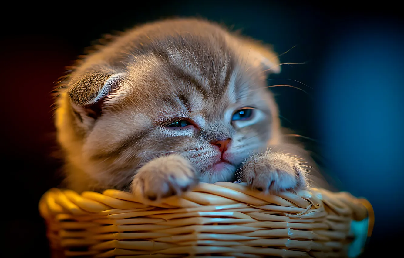 Photo wallpaper cat, look, pose, the dark background, fold, baby, kitty, face