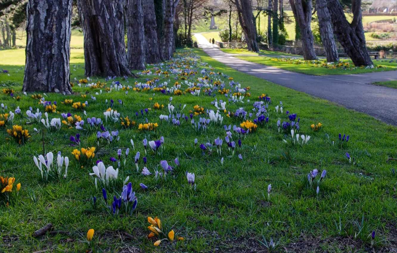 Photo wallpaper grass, trees, flowers, Park, track, crocuses, Ireland, alley