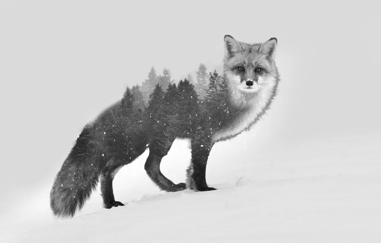 Photo wallpaper forest, Fox, comp. design