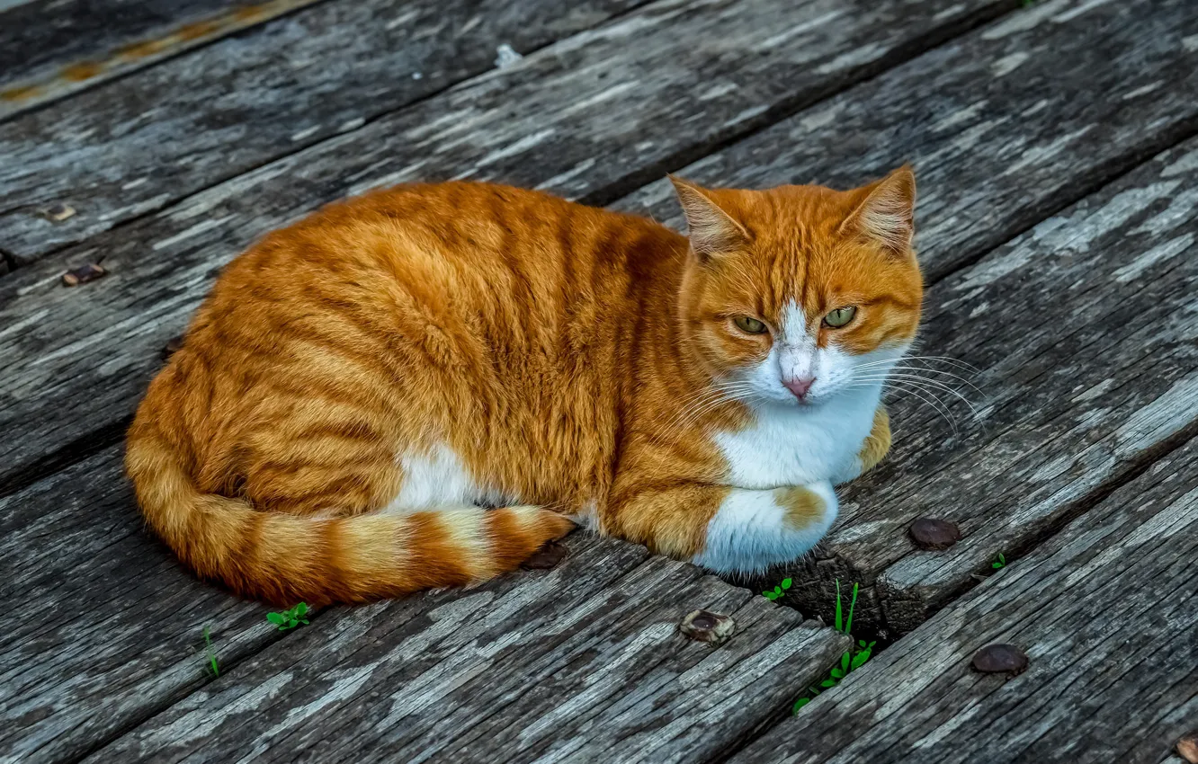 Photo wallpaper cat, cat, look, pose, Board, red, lies