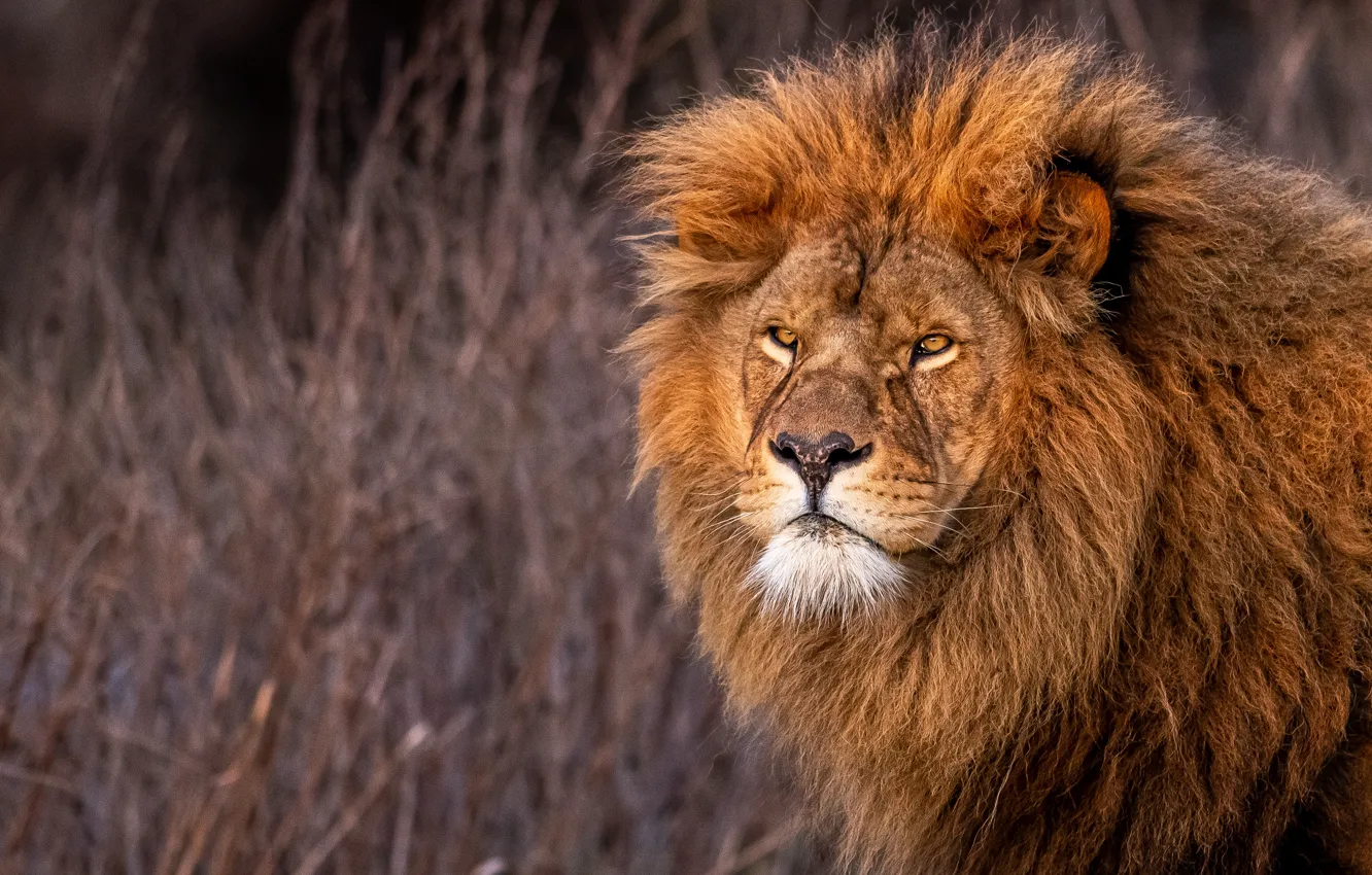 Photo wallpaper look, face, portrait, Leo, mane, the king of beasts, wild cat
