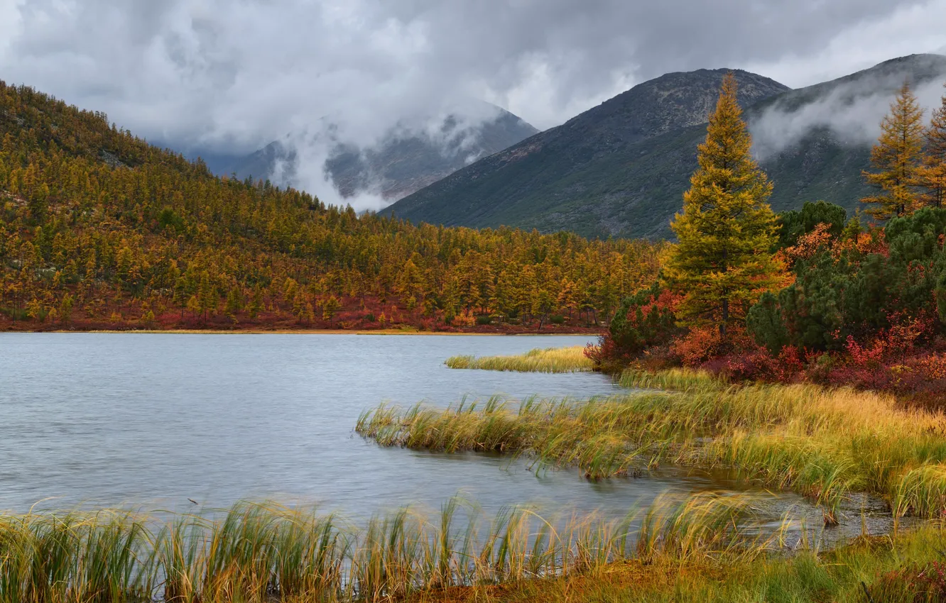 Photo wallpaper autumn, grass, clouds, trees, fog, overcast, shore, ate