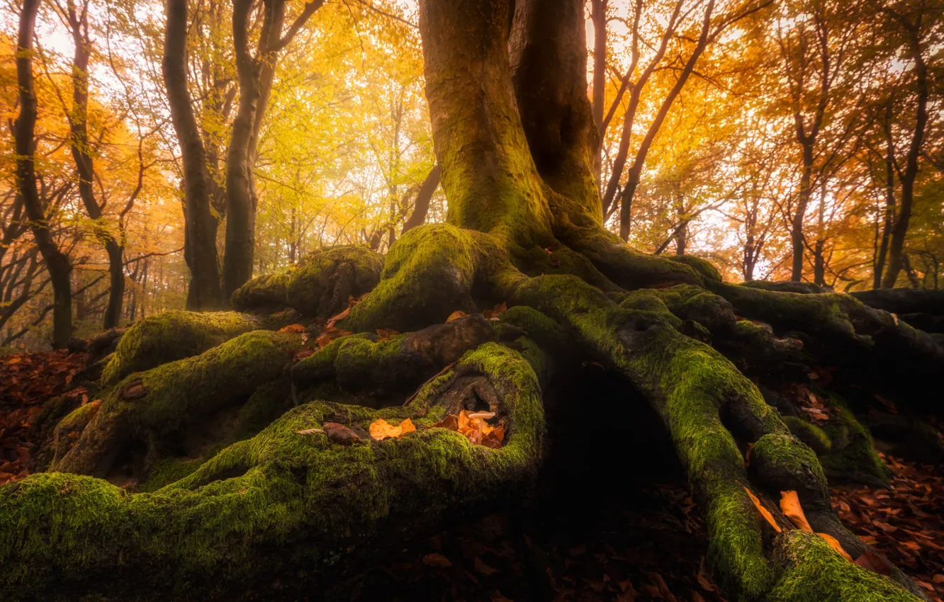 Photo wallpaper autumn, light, branches, roots, tree, foliage, moss, trunk
