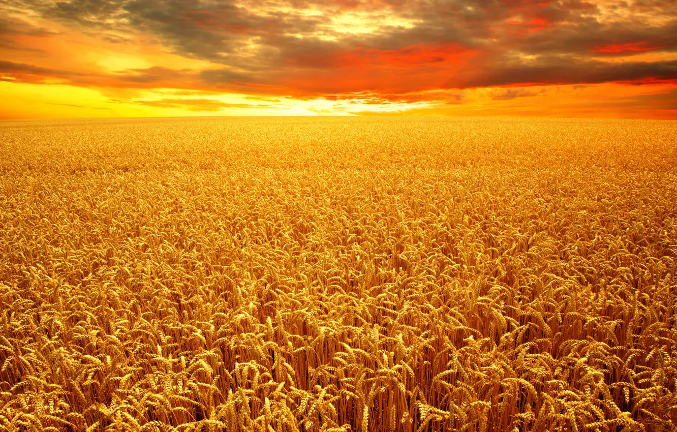 Photo wallpaper field, autumn, the sky, yellow, clouds, harvest, horizon, glow