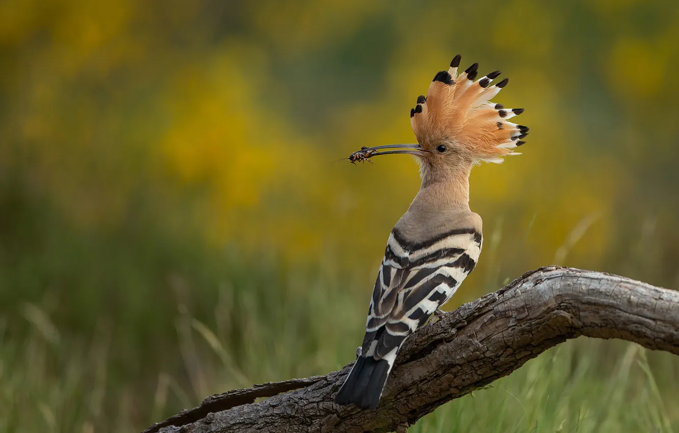 Photo wallpaper bird, glade, beetle, log, mining, hoopoe