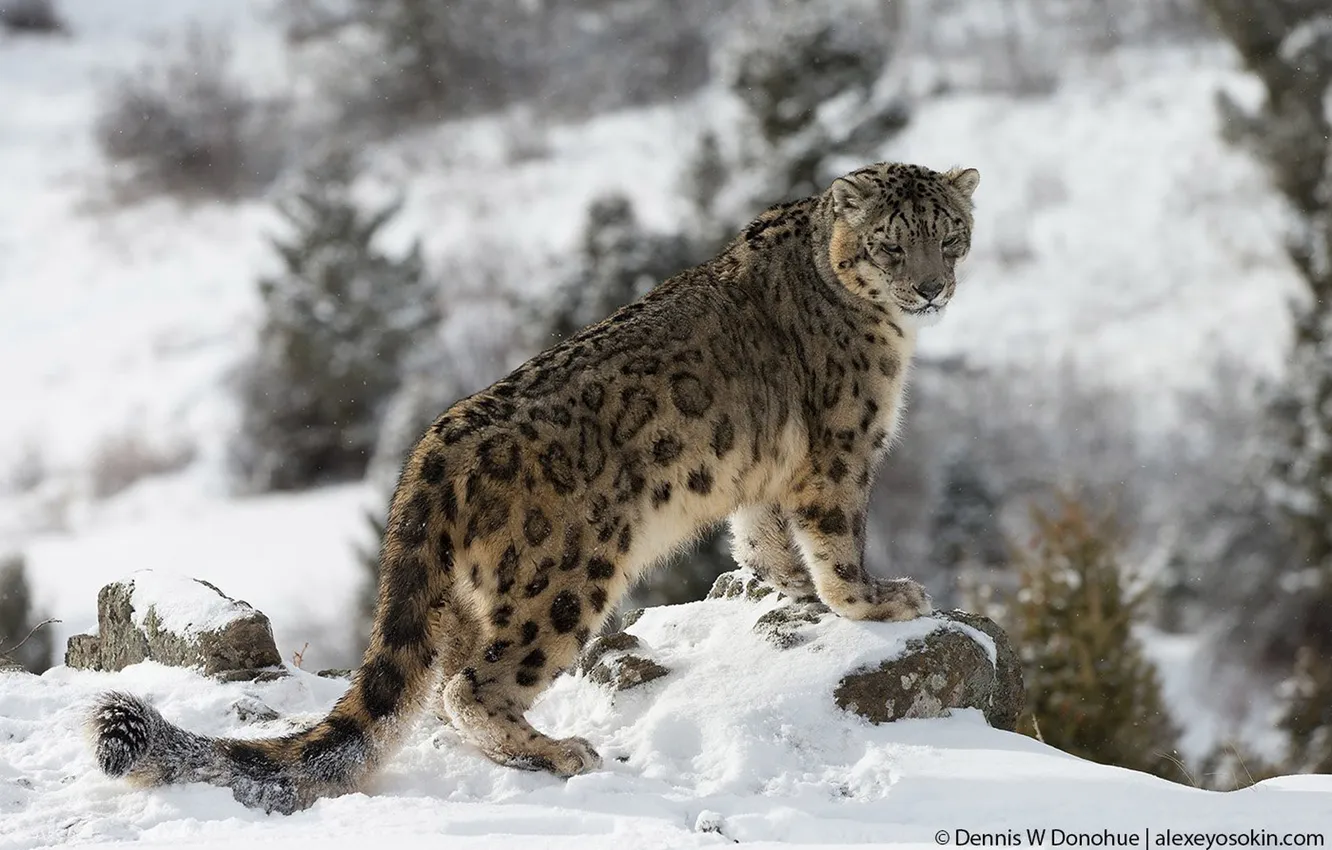 Photo wallpaper snow leopard, animal, big cat