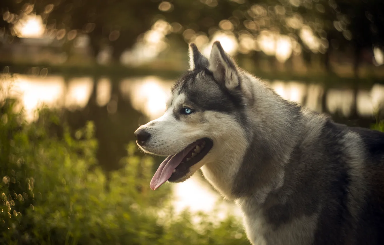 Photo wallpaper language, look, face, nature, shore, dog, profile, pond